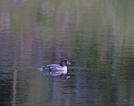 Common Goldeneye 4142